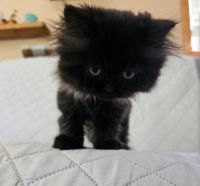 Persian Cats for sale in Plainwell, MI 49080, USA. price: $400