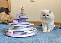 Persian Cats for sale in Plainwell, MI 49080, USA. price: $400