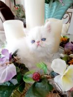 Persian Cats for sale in Winter Haven, FL, USA. price: $800