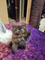 Persian Cats for sale in Westland, Michigan. price: $900