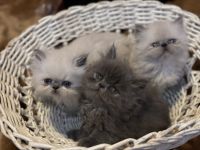 Persian Cats for sale in St. Louis, Missouri. price: $600