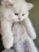 Persian Cats for sale in Cadiz, KY 42211, USA. price: $400