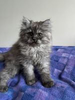 Persian Cats for sale in Milan, Ohio. price: $350