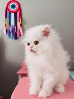 Persian Cats for sale in Orlando, Florida. price: $1,200