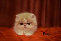 Persian Cats for sale in Palm Beach, FL, USA. price: NA