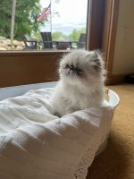 Persian Cats for sale in Stillwater, Minnesota. price: NA