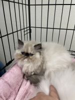 Persian Cats for sale in Venice, Florida. price: $1,000