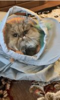 Persian Cats for sale in Darien, Illinois. price: $1,000