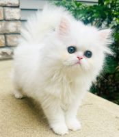 Persian Cats for sale in Stafford Springs, Connecticut. price: $1,500