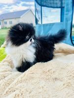 Persian Cats for sale in Ontario, NY 14519, USA. price: $1,100