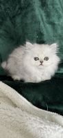 Persian Cats for sale in Ocala, Florida. price: $2,300