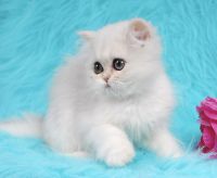 Persian Cats for sale in Fortuna, California. price: $1,000