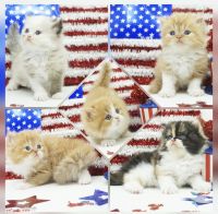 Persian Cats for sale in Mill Hall, Pennsylvania. price: NA