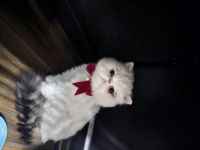 Persian Cats for sale in Las Vegas, Nevada. price: $650