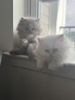 Persian Cats for sale in Orlando, Florida. price: NA