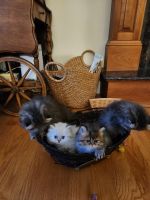 Persian Cats for sale in Baldwinsville, New York. price: NA