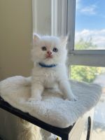 Persian Cats for sale in Paterson, New Jersey. price: NA