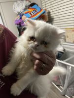 Persian Cats for sale in Tulsa, Oklahoma. price: $500