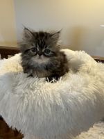 Persian Cats for sale in River Falls, Wisconsin. price: $1,800