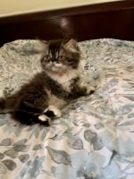 Persian Cats for sale in Chattanooga, Tennessee. price: NA