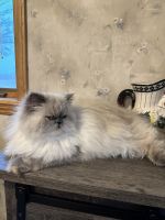 Persian Cats for sale in Austin, Minnesota. price: $400