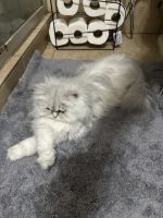 Persian Cats for sale in Lincolnwood, Illinois. price: $1,200