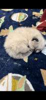 Persian Cats for sale in Sherman Oaks, California. price: $1,200