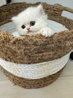 Persian Cats for sale in Irvine, California. price: $1,500