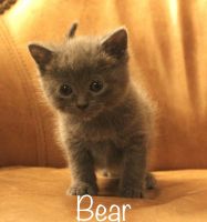 Persian Cats for sale in Capon Bridge, WV 26711, USA. price: $50