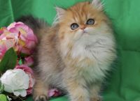 Persian Cats for sale in Fortuna, California. price: $1,000