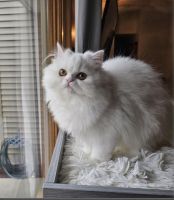 Persian Cats for sale in Dallas, Texas. price: $350