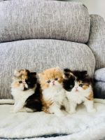 Persian Cats for sale in Ontario, NY 14519, USA. price: $1,100