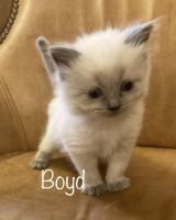 Persian Cats for sale in Capon Bridge, WV 26711, USA. price: $550