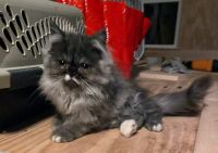 Persian Cats for sale in Huntsville, Alabama. price: $500