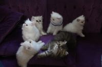 Persian Cats for sale in Wheeling, West Virginia. price: $550