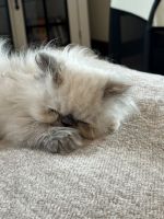 Persian Cats for sale in River Falls, Wisconsin. price: $1,800