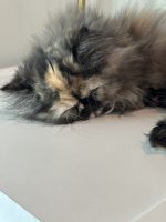 Persian Cats for sale in River Falls, Wisconsin. price: $1,300