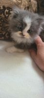 Persian Cats for sale in Saginaw, Michigan. price: $650