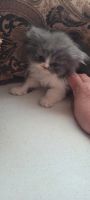 Persian Cats for sale in Saginaw, Michigan. price: $650