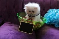 Persian Cats for sale in Wheeling, West Virginia. price: $550