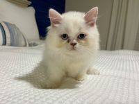 Persian Cats for sale in New Smyrna Beach, Florida. price: $600