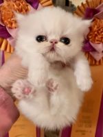 Persian Cats for sale in Monson, Massachusetts. price: NA