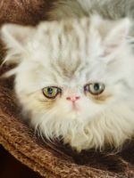 Persian Cats for sale in West Palm Beach, Florida. price: $1,650