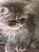 Persian Cats for sale in West Palm Beach, Florida. price: $1,500