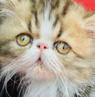 Persian Cats for sale in West Palm Beach, Florida. price: $2,000