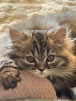 Persian Cats for sale in River Falls, Wisconsin. price: $1,300