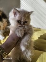 Persian Cats for sale in Cumming, GA 30041, USA. price: $800