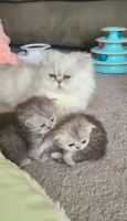 Persian Cats for sale in Burlington, New Jersey. price: $800