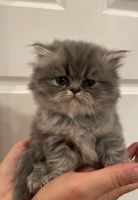 Persian Cats for sale in Melba, Idaho. price: $850