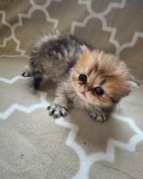 Persian Cats for sale in Syracuse, New York. price: $2,000